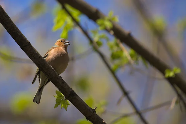 赤みを帯びた側面を持つ小さな森の鳥 Chaffinch 薄い小枝にカラフルな鳥の歌 市鳥だ 背景がぼやけている 接近中だ 野生の自然 — ストック写真