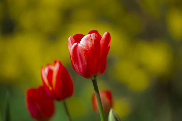 Splendidi Tulipani Rosso Brillante Con Cespugli Verdi Gialli Sullo Sfondo — Foto Stock