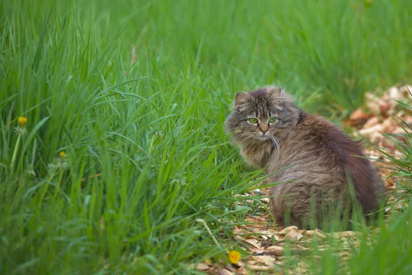 Genç Yeşil Çimenlerin Arasında Güzel Bir Kedi Çevreyi Dikkatle Inceler — Stok fotoğraf