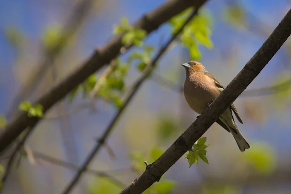 赤みを帯びた側面を持つ小さな森の鳥 Chaffinch カラフルな鳥の薄い小枝の上に座っている 市鳥だ 背景がぼやけている 接近中だ 野生の自然 — ストック写真