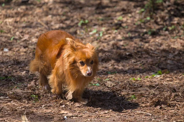 一只可爱的狗正在市区公园里散步 阳光灿烂的日子 模糊的背景 后续行动 — 图库照片