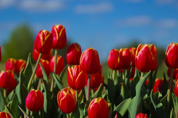 Enorme Campo Tulipani Luminosi Fioriti Nel Parco Cittadino Bellezza Del — Foto Stock