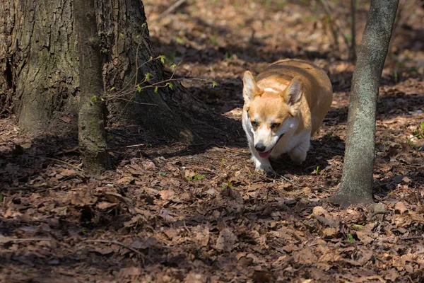 Cão Bonito Pembroke Welsh Corgi Parque Uma Caminhada Uma Raça — Fotografia de Stock