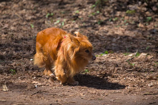Cachorro Bonito Está Andando Área Parque Cidade Dia Ensolarado Animal — Fotografia de Stock