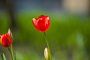 Arka planda yeşil ve sarı çalılar olan harika parlak kırmızı laleler. Sıcak ve güneşli bir günde bahar çiçekleri. Yakın plan..