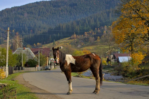 Cheval Dresse Sur Chaussée Une Route Sinueuse Dans Petit Village — Photo