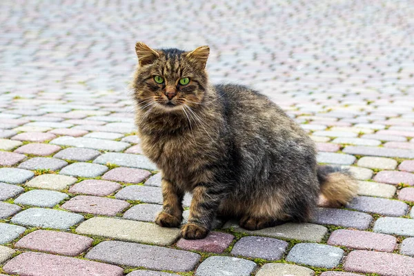 Güzel Bir Sokak Kedisi Kaldırımda Durur Fotoğrafçıya Bakar Güneşli Bir — Stok fotoğraf