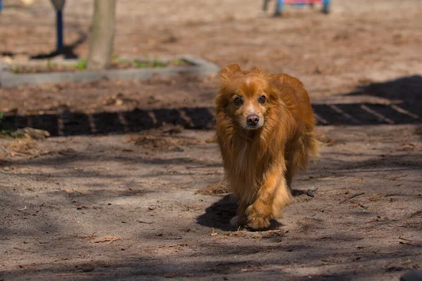 Cachorro Bonito Está Andando Área Parque Cidade Dia Ensolarado Animal — Fotografia de Stock