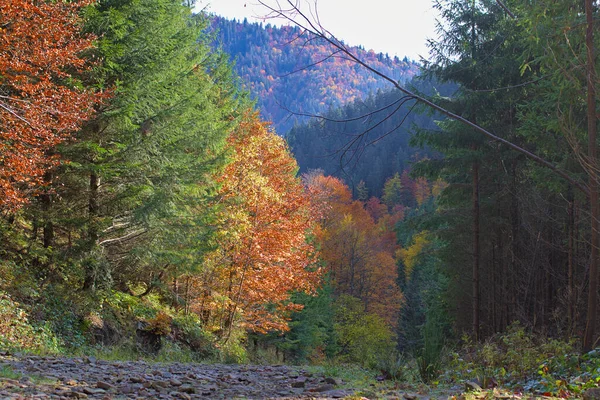 Podzimní Horská Krajina Nažloutlé Zarudlé Podzimní Stromy Kombinaci Zelenými Jehličnany — Stock fotografie