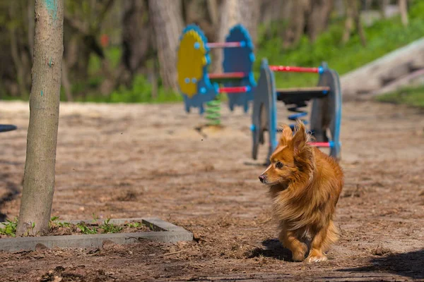 Egy Aranyos Kutya Sétál Városi Parkban Napsütéses Nap Kisállat Homályos — Stock Fotó