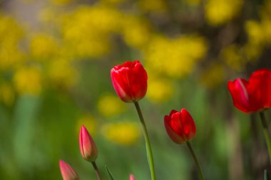 Arka planda yeşil ve sarı çalılar olan harika parlak kırmızı laleler. Sıcak ve güneşli bir günde bahar çiçekleri. Yakın plan..