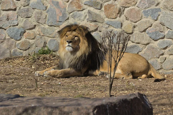 Retrato Cerca León Adulto Reclinado Con Una Melena Enorme Foto — Foto de Stock