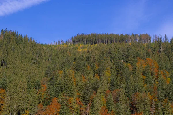 Autumn Mountain Landscape Yellowed Reddened Autumn Trees Combined Green Needles Royalty Free Stock Photos