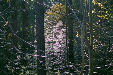 Sonbahar ormanı. Güneş ışınları karışık ormanın ağaçlarının arasından geçer. Sonbahar ormanında bir yürüyüş.