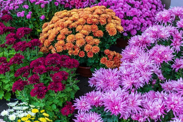 Prepared Sale Street Fair Bright Autumn Flowers Housed Large Boxes — Stock Photo, Image