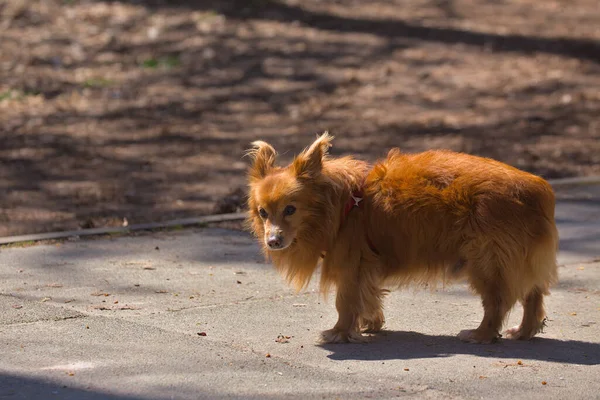 Cachorro Bonito Está Andando Área Parque Cidade Dia Ensolarado Animal — Fotografia de Stock