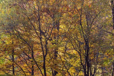 Orman ağaçlarının tepelerinde renkli bir sonbahar. Renkli sonbaharda orman ağaçları düşer. Sonbahar doğası güneşli bir günde sonbahar ağaçlarının manzarası.