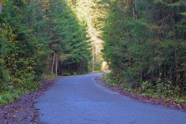 Sonbahar dağ manzarası. Sarı ve kırmızıya boyanmış sonbahar ağaçları. Yeşil iğneler ve ıssız bir yolun kenarında mavi gökyüzü. Ukrayna Karpatları 'nda renkli sonbahar manzarası.
