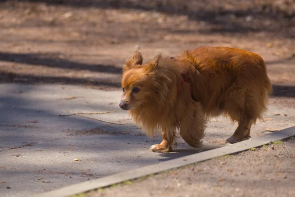 Śliczny Pies Spaceruje Parku Miejskim Słoneczny Dzień Zwierzak Zamazane Tło — Zdjęcie stockowe
