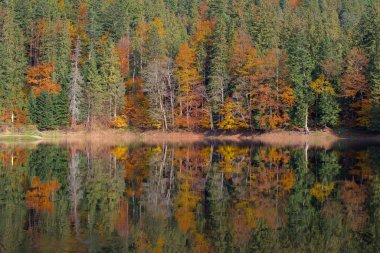 Sonbahar ormanındaki resim gibi bir göl. Su yüzeyinde ladin ormanının ayna yansıması olan muhteşem bir manzara. Ukrayna, Carpathian 'daki Mountain Lake Synevyr. Zakarpattia.