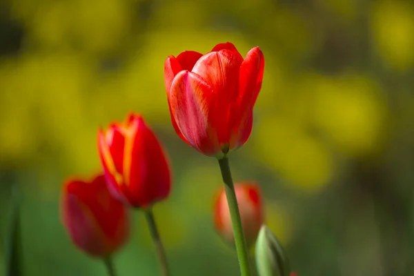 Splendidi Tulipani Rosso Brillante Con Cespugli Verdi Gialli Sullo Sfondo — Foto Stock
