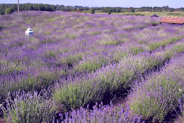 Image Shows Very Beautiful View Rich Lavender Field Natural Herbal — Stock Photo, Image