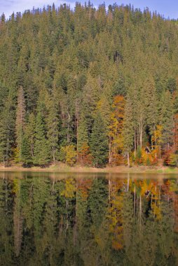 Sonbahar ormanındaki resim gibi bir göl. Su yüzeyinde ladin ormanının ayna yansıması olan muhteşem bir manzara. Ukrayna, Carpathian 'daki Mountain Lake Synevyr. Zakarpattia.