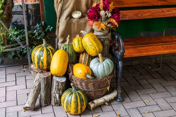 Skördefestivalen Pumpor Olika Färger Och Storlekar Ligger Nära Trädgårdsbänken Höstdekorens — Stockfoto