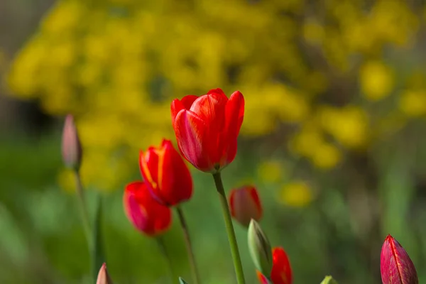 Splendidi Tulipani Rosso Brillante Con Cespugli Verdi Gialli Sullo Sfondo — Foto Stock