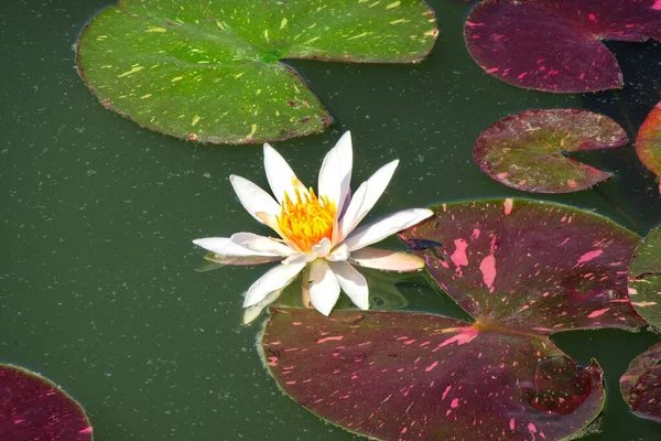 Brightly Blooming White Water Lily Large Green Leaves Excellent Permanent — Stock Photo, Image