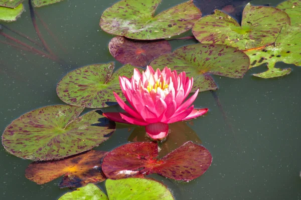 Brightly Blooming Pink Water Lily Large Green Leaves Excellent Permanent — Stock Photo, Image