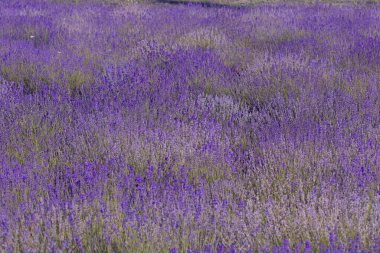 Görüntü, zengin bir lavanta tarlasının çok güzel bir manzarasını gösteriyor. Doğal ve bitkisel manzara. Renkli lavanta tarlası. Lavanta tarlasında çiçek açan çalılar. Şehir Parkı. Kyiv, Ukrayna, 