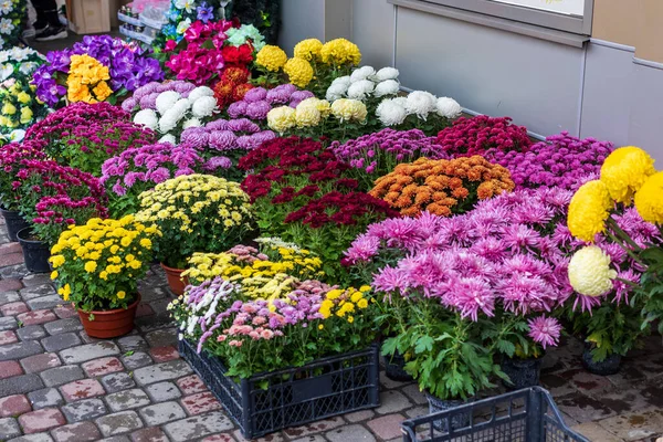 Prepared Sale Street Fair Bright Autumn Flowers Housed Large Boxes — Stock Photo, Image