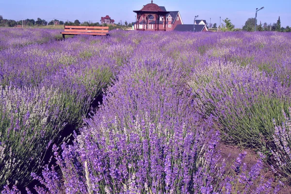 Imagem Mostra Uma Vista Muito Bonita Campo Lavanda Rico Paisagem — Fotografia de Stock