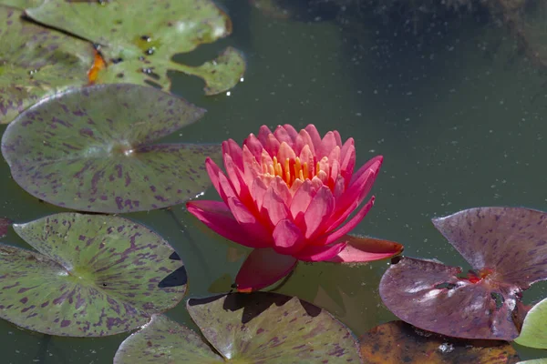 Brightly Blooming Pink Water Lily Large Green Leaves Excellent Permanent — Stock Photo, Image