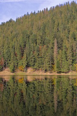 Sonbahar ormanındaki resim gibi bir göl. Su yüzeyinde ladin ormanının ayna yansıması olan muhteşem bir manzara. Ukrayna, Carpathian 'daki Mountain Lake Synevyr. Zakarpattia.