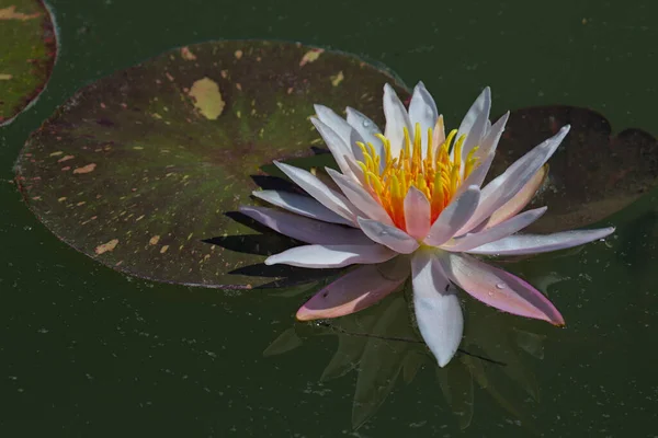 Brightly Blooming White Water Lily Large Green Leaves Excellent Permanent — Stock Photo, Image