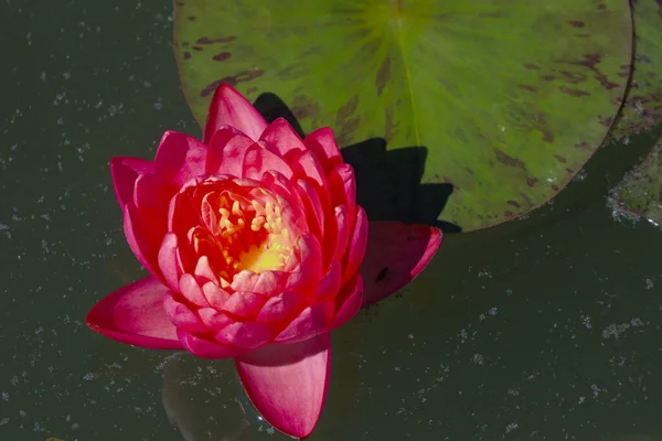 Brightly Blooming Pink Water Lily Large Green Leaves Excellent Permanent — Stock Photo, Image