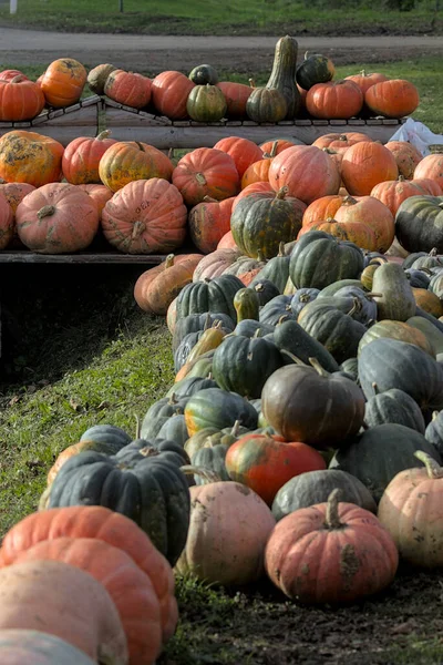 Harvest Festival Pumpkins Various Varieties Lie Grass Pile Pumpkins Various — Stock Photo, Image