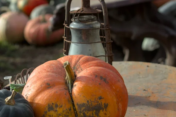 Harvest Festival Pumpkins Different Colors Sizes Located Variety Antiques Vibrant — Stock Photo, Image