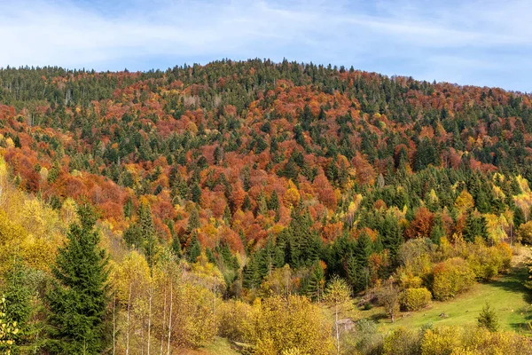 Podzimní Horská Krajina Nažloutlé Zarudlé Podzimní Stromy Kombinaci Zelenými Jehličnany — Stock fotografie