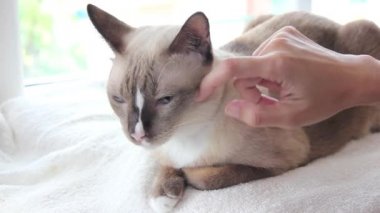 El masajı boyun A kedi.