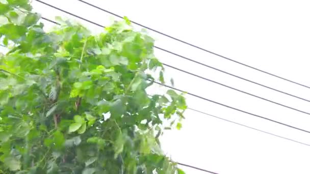 Starkregen, starker Wind schüttelt Äste von Bäumen, Regenwasser fließt ab. — Stockvideo