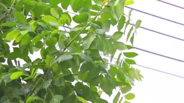 Lluvia fuerte, fuerte viento sacude las ramas de los árboles, el agua de lluvia drena de cerca . — Vídeos de Stock