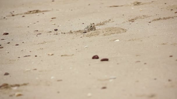Granchio fantasma, Ocypodinae che cammina lungo la sabbia sulla spiaggia entrare nella grotta — Video Stock