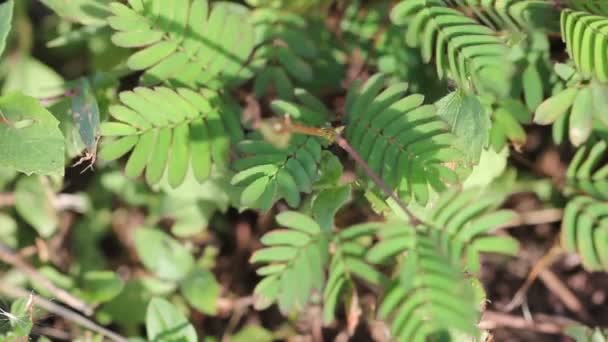 Fechar planta sensível ou planta de Mimosa . — Vídeo de Stock