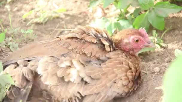 Single Hens Брехня В A Farmyard . — стокове відео
