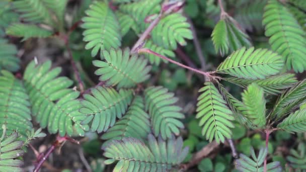 El dokunma ve gıdıklama Mimosa Pudica, duyarlı bitki, uykulu bitki. — Stok video