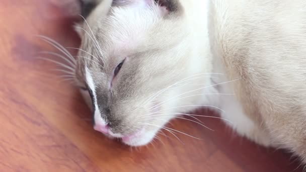 Nahaufnahme angeschossene müde Katze liegt auf Holzboden — Stockvideo