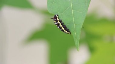 Ortak kaplan Caterpillar veya Danaus Genutia Caterpillar yaprakları görüntüleri üzerinde hareket